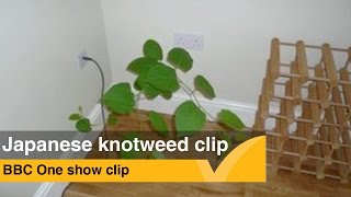 Damage caused by Japanese Knotweed  BBC One Show [upl. by Denice27]