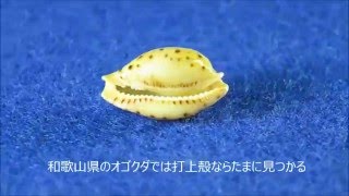 Cypraea beckii ジュズダマダカラ タカラガイ [upl. by Awjan]