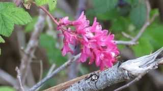 RedFlowering Currant Ribes sanguineum [upl. by Robbi291]