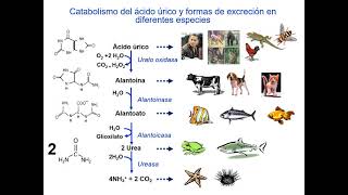 Metabolismo nucleótidos bioquímica [upl. by Llewxam372]