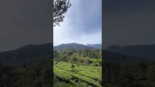 Kebun Teh  Traveler 1  trip travel traveling nature travelling alam pemandangan kebun [upl. by Connel]