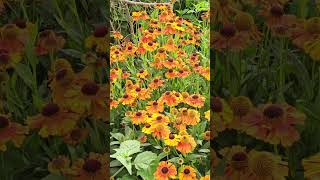 Helenium flowers Regents Park London July 2024 [upl. by Assenab]