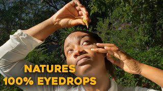 DONKEY PEE PEE  EYE DROPS FROM NATURE Spathodea Campanulata Jamaican Donkey Pee Pee eyedrops [upl. by Fry]