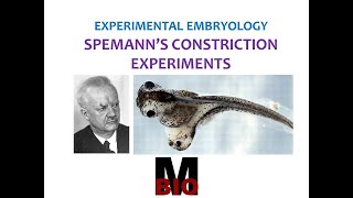 SPEMANNS CONSTRICTION EXPERIMENTS [upl. by Huxham]