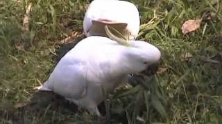 Wild Parrot  Sulphur Crested Cockatoos Foraging [upl. by Kant314]