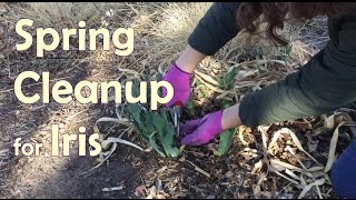 How To Clean Up and Care for Bearded Iris in Spring [upl. by Eikcaj]