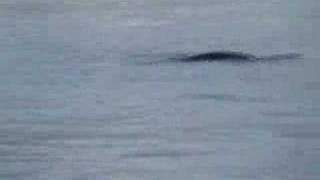 Loch Ness Monster Spotted Nessie New Footage 6307 [upl. by Vinita370]