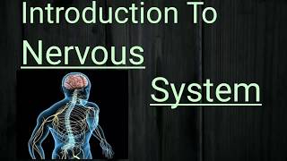 Introduction To The Nervous System  In Hindi [upl. by Lhamaj]