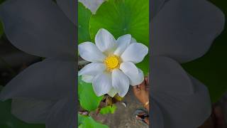 White Lotus on my rooftop Garden 😍🪷 rooftopgarden plantation lotus trending lotusflower viral [upl. by Ordnajela704]