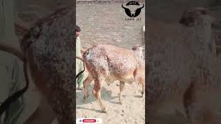 Cow 2025 Karachi Shah Jee Cattle cow2025 2025update cow cattlefarm [upl. by Eitsym]