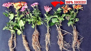 ✔️EASIEST way to GROW ChrysanthemumMums from Cuttings [upl. by Lamoree]