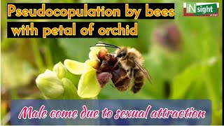 Orchid Ophrys showing mutualsim with bees Pseudocopulationsexual deceitpetal like female bees [upl. by Nalek]