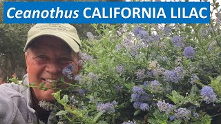 CALIFORNIA LILAC  All about Ceanothus Concha  leaves flowers propagation [upl. by Alodi]