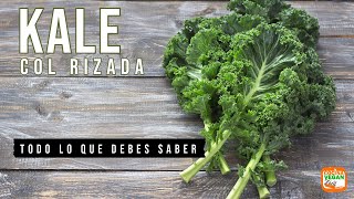 Kale o col rizada TODO LO QUE DEBES SABER [upl. by Correy]