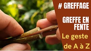 Greffe arbre fruitier  Greffe en fente teaser [upl. by Frayda]