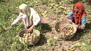 Udhampur Pancheri Walnut Growers Appeal Govt To Procure Their Crop [upl. by Cohdwell]