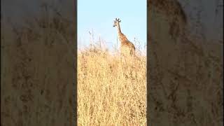 🦒 Giraffe Takes a Stroll 🦒 in the Grassland Serene Beautiful Relaxing [upl. by Jermaine978]