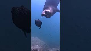 Sea lion plays with his new friend [upl. by Gorton]