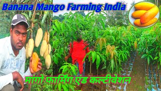 Mango farming in india All Viewers Visit Full Video Sarika Nursery Hindi Channel [upl. by Akehs326]