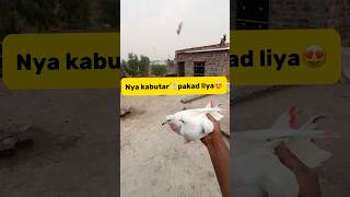 Nya kabutar🕊️pakad liya😍 petlover minivlog pigeon kabutar birds kabutarbazi pigeontrap [upl. by Annehsat944]