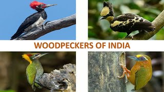 Woodpeckers of India 🇮🇳  Birds  Indian Birds [upl. by Anihs]