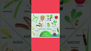 Seed Dispersal seeds seedscience plants botany shortsvideo shortsviral shorts shortsfeed [upl. by Cia]