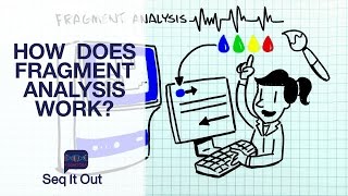 How does Fragment Analysis work – Seq It Out 3 [upl. by Dulla296]