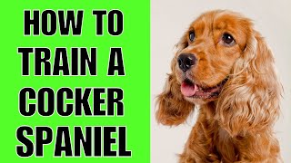 How To Train A Cocker Spaniel Puppy Step By Step [upl. by Bever]