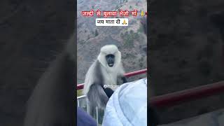 Bhairav ghati se Maa ka bhawan 👣 trending trendingshorts shorts shortvideo vaishnodevi travel [upl. by Molahs]