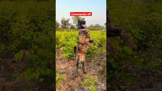 Military training dog 🐕 youtubeshorts shortvideo dog armydog germanshepherd shortsfeed [upl. by Aelber]