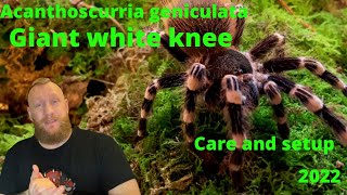 Giant white knee tarantula  Acanthoscurria geniculata giantwhitekneetarantula tarantula [upl. by Ayhtin]