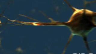 Neuron  3D Medical Animation  ABP © [upl. by Aliehc]