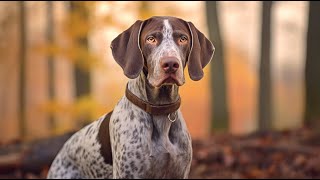 German Shorthaired Pointer A Loving and Affectionate Family Pet [upl. by Yggam32]