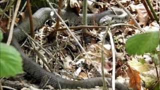 Grass Snake amp Slowworm at Kinver Edge Staffordshire  30th May 2012 [upl. by Ruiz834]