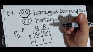 How to determine Genotypic Ratio and Phenotypic Ratio in monohybric crossing using punnett square [upl. by Adniral]