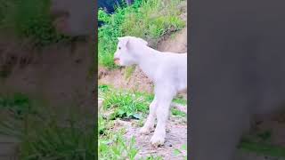 Cute Baby Goats Pets Lovers [upl. by Gena]