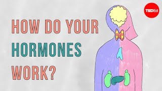 How do your hormones work  Emma Bryce [upl. by Sy]