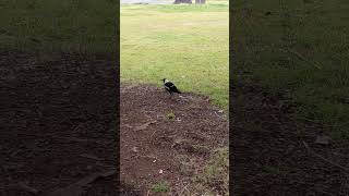 Australian magpie Gymnorhina tibicen [upl. by Helgeson907]