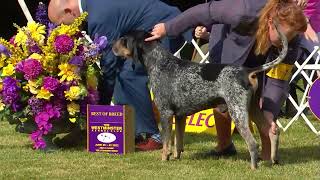 Bluetick Coonhounds  Breed Judging 2022 [upl. by Oniuqa]