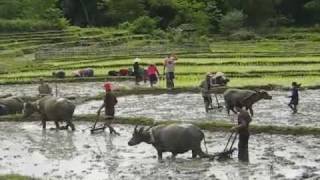 Water Buffalo and Rice Paddies in Sam Neua [upl. by Martinelli]