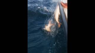 best fishing video 2024 shorts ytshorts shortsfeed fishing tuna [upl. by Grover355]