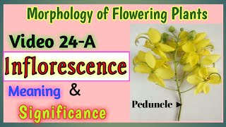 INFLORESCENCE  Meaning and Significance  Importance of Inflorescence  English and Hindi  NEET [upl. by Akimat]