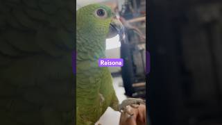 Raisona parrot amazonparrot funnyanimal funnybird funny raisona [upl. by Eshelman503]