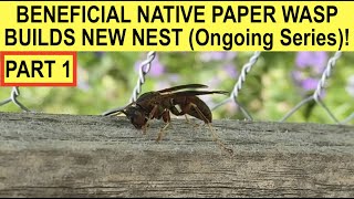 BENEFICIAL NATIVE PAPER WASP BUILDS NEW NEST PART 1 of ONGOING SERIES Polistes FuscatusMetricus [upl. by Kelci]