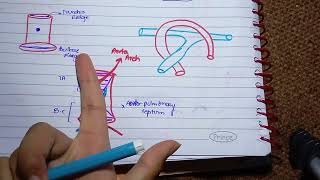 Septum Formation in Truncus Arteriosus and conus cordis l Development of vessels amp Semilunar valves [upl. by Billi]