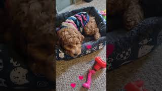 quotAdorable Puppys First Week Home Emotions Training and Bondingquot [upl. by Atsejam]