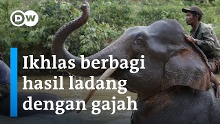 Orang Talang Mamak dan Gajah Berbagi Dua Saling Cicip [upl. by Llered424]