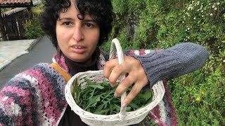 Vlog vita in montagna raccolgo e cucino le verdure selvatiche [upl. by Garry]