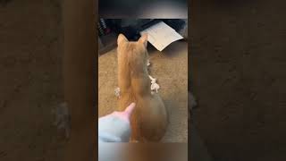 Scaredy cat scaredycat funnyvideo catshorts meowmemes [upl. by Morrill]