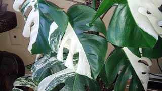 😻 Repotting Variegated Monstera Albo Borsigiana kattzkorner🐾 variegatedmonsteraalbo plantmom [upl. by Akinej]